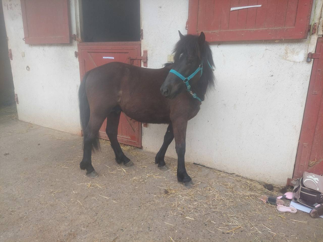 Poney Pottok livretA taille C
