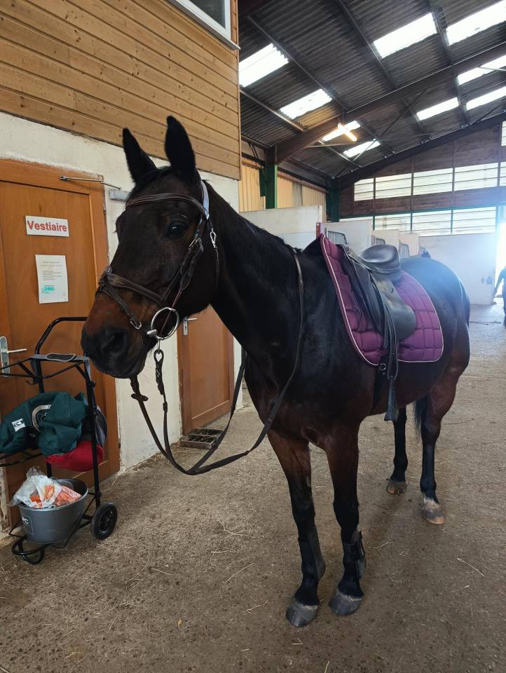 demi pension cheval 