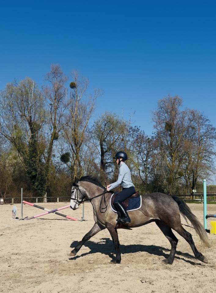 Poney Connemara pleins papiers 1M56