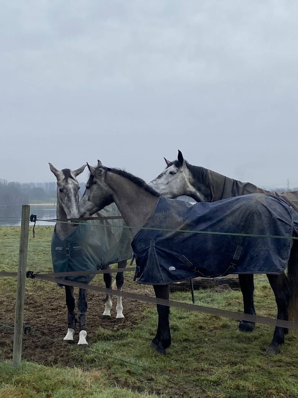 Poney Connemara pleins papiers 1M56