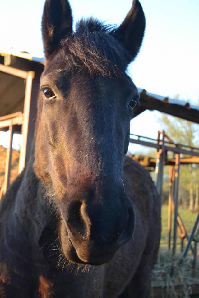 Zafira &ndash; Jument ONC polyvalente avec du caract&egrave;re