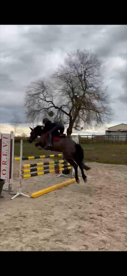 Zafira &ndash; Jument ONC polyvalente avec du caract&egrave;re