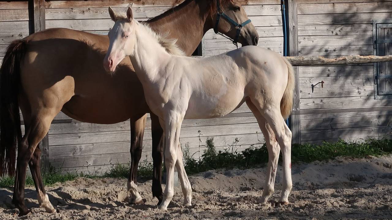 Selle Fran&ccedil;ais pie cr&egrave;me et isabelle / Eldorado Van de 