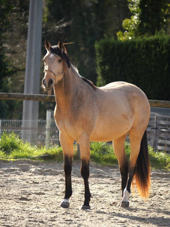 Selle Fran&ccedil;ais pie cr&egrave;me et isabelle / Eldorado Van de 
