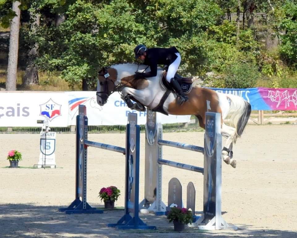 Selle Fran&ccedil;ais pie cr&egrave;me et isabelle / Eldorado Van de 