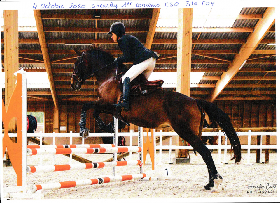 jument selle francais