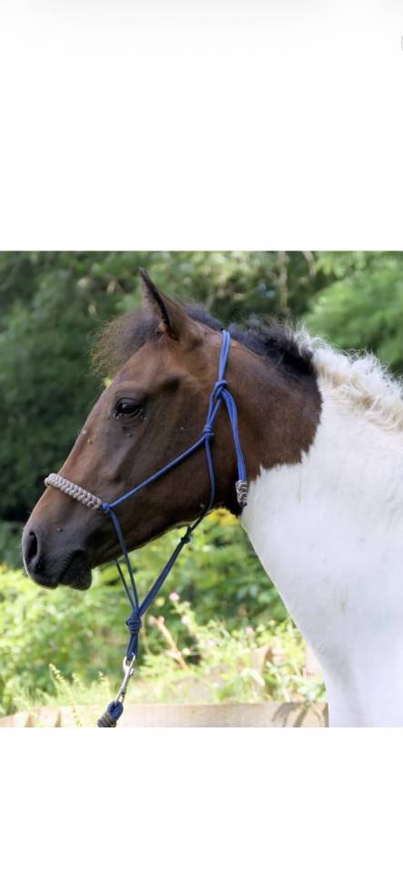 Magnifique poney D Curly pie