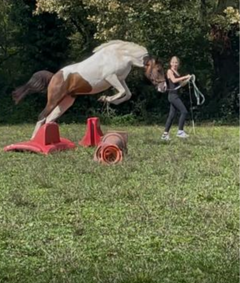 Magnifique poney D Curly pie