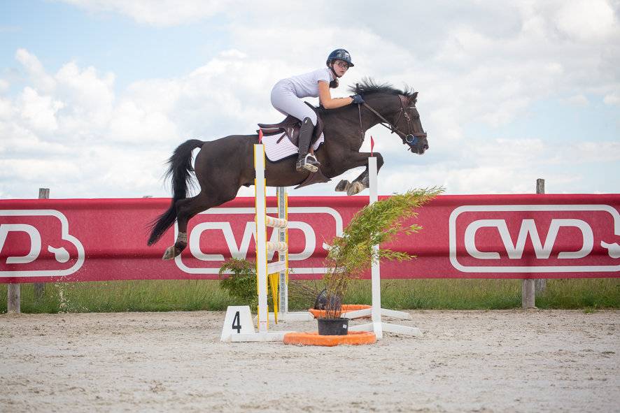 &Agrave; vendre poney D