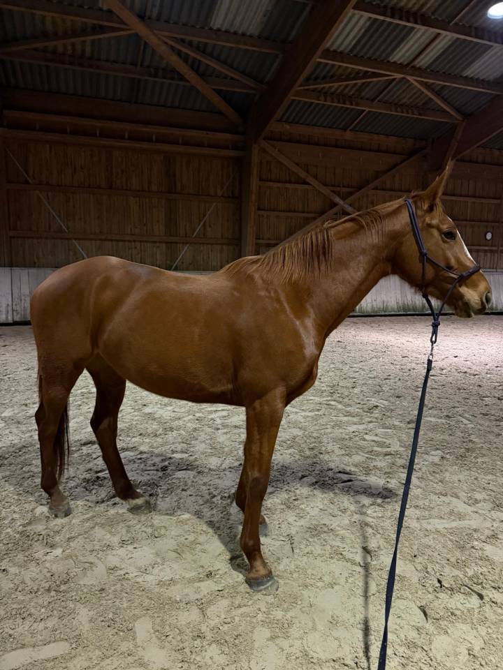 Jument 6 ans selle fran&ccedil;ais originel