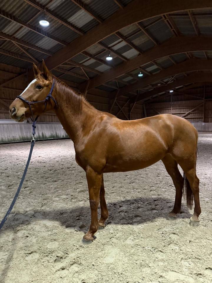 Jument 6 ans selle fran&ccedil;ais originel