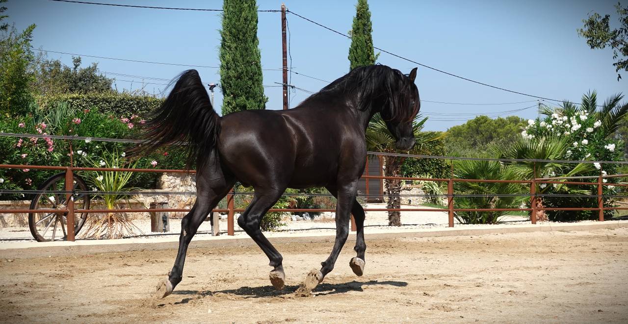 Pur Sang Arabe Noir 5 ans &ndash; Rare et Exceptionnel