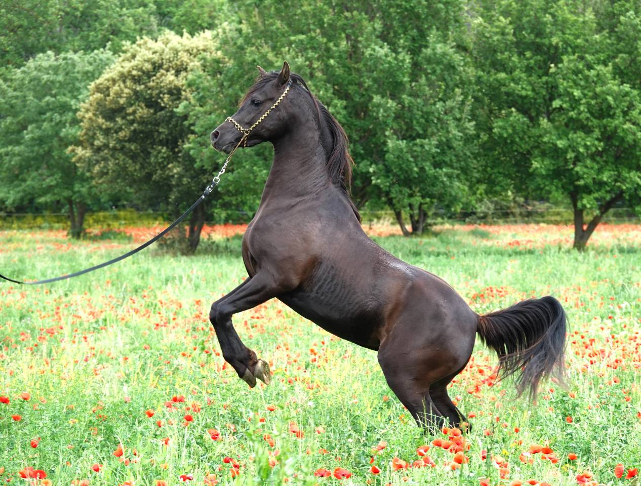 Pur Sang Arabe Noir 5 ans &ndash; Rare et Exceptionnel