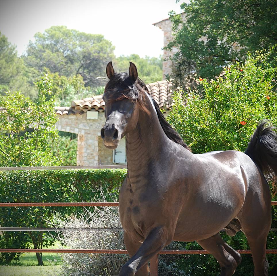 Pur Sang Arabe Noir 5 ans &ndash; Rare et Exceptionnel