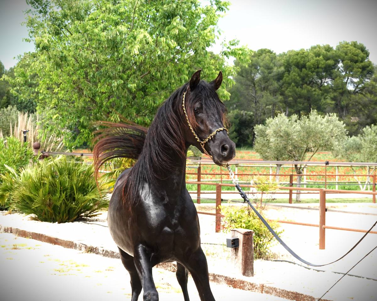 Pur Sang Arabe Noir 5 ans &ndash; Rare et Exceptionnel