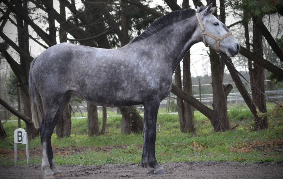 Poulini&egrave;re lusitanienne 