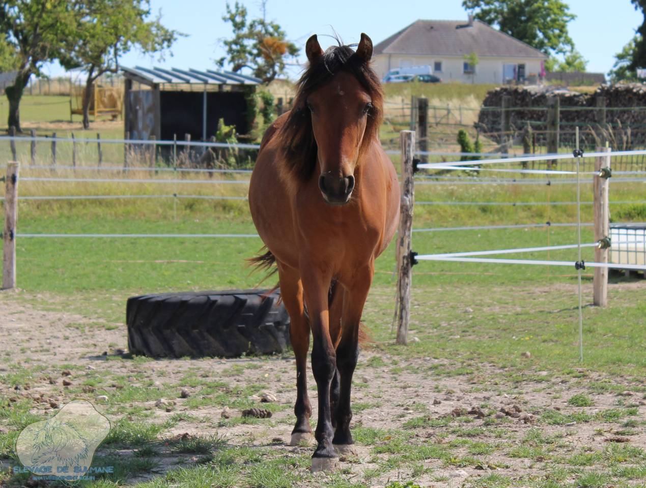 Pouliche Poney Fran&ccedil;ais de Selle PFS Bai de 2 ans