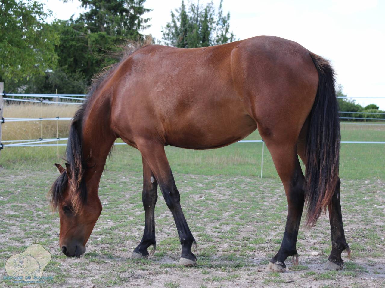 Pouliche Poney Fran&ccedil;ais de Selle PFS Bai de 2 ans