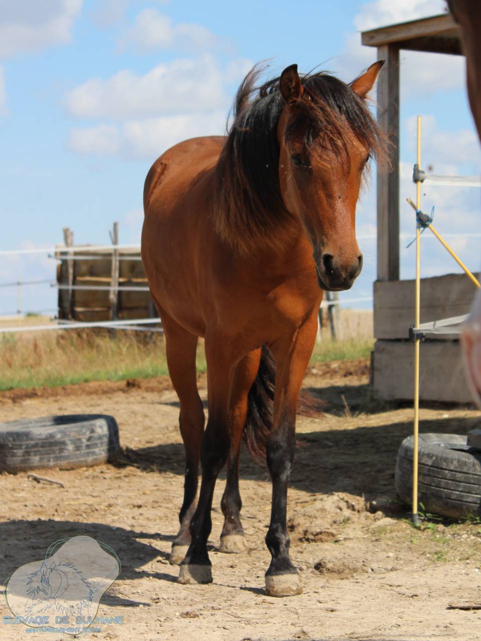 Pouliche Poney Fran&ccedil;ais de Selle PFS Bai de 2 ans
