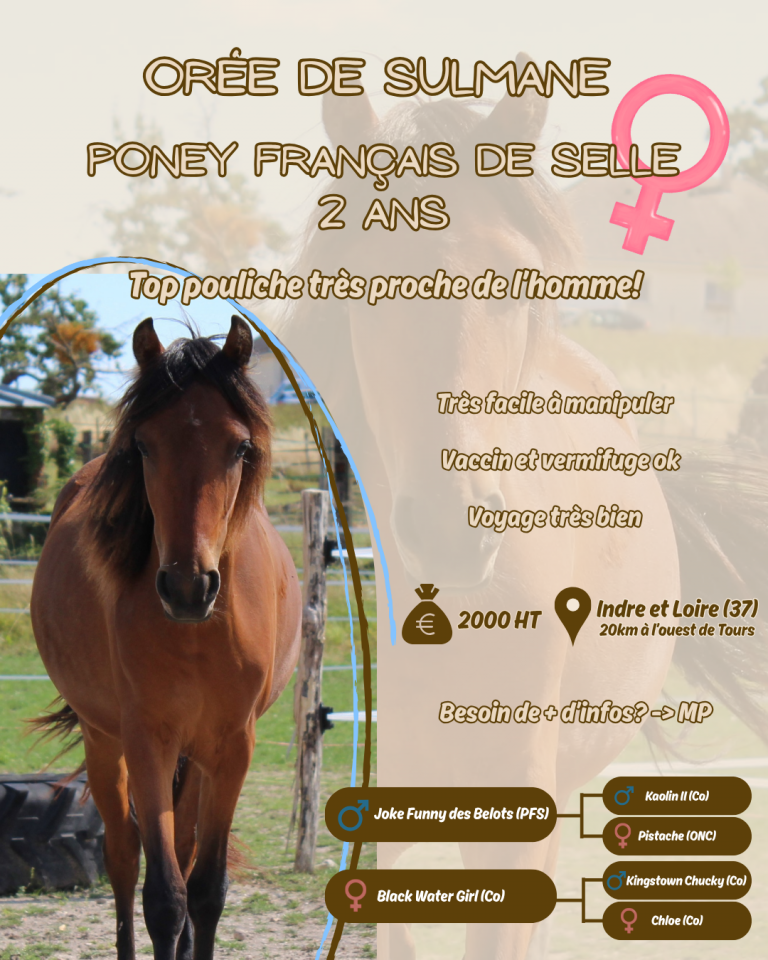 Pouliche Poney Fran&ccedil;ais de Selle PFS Bai de 2 ans