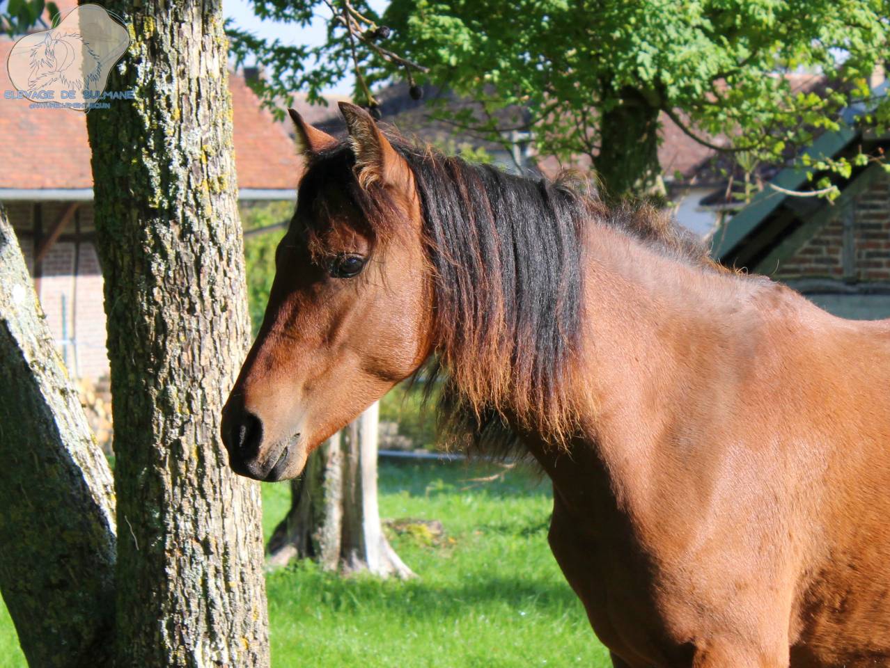 Pouliche Poney Fran&ccedil;ais de Selle PFS Bai de 2 ans