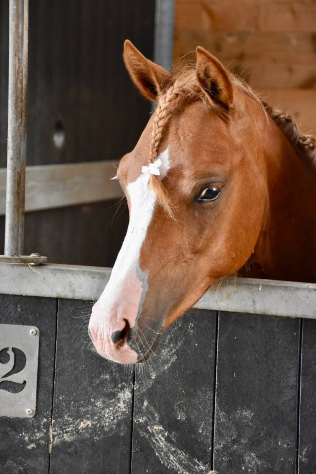 M&acirc;le Welsh Pony