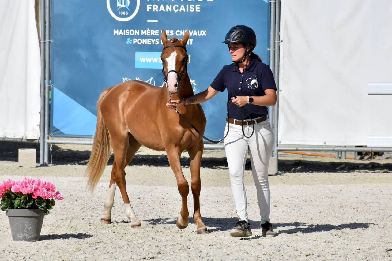 M&acirc;le Welsh Pony
