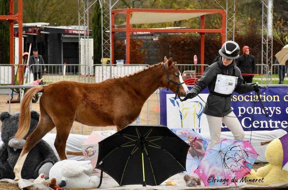 M&acirc;le Welsh Pony
