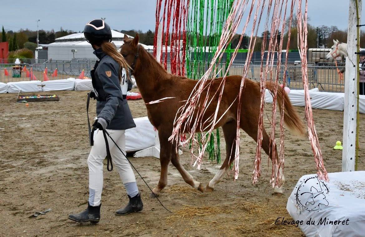 M&acirc;le Welsh Pony