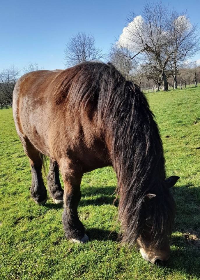 Chevaux comtois Hongre 10 ans et Jument 11 ans