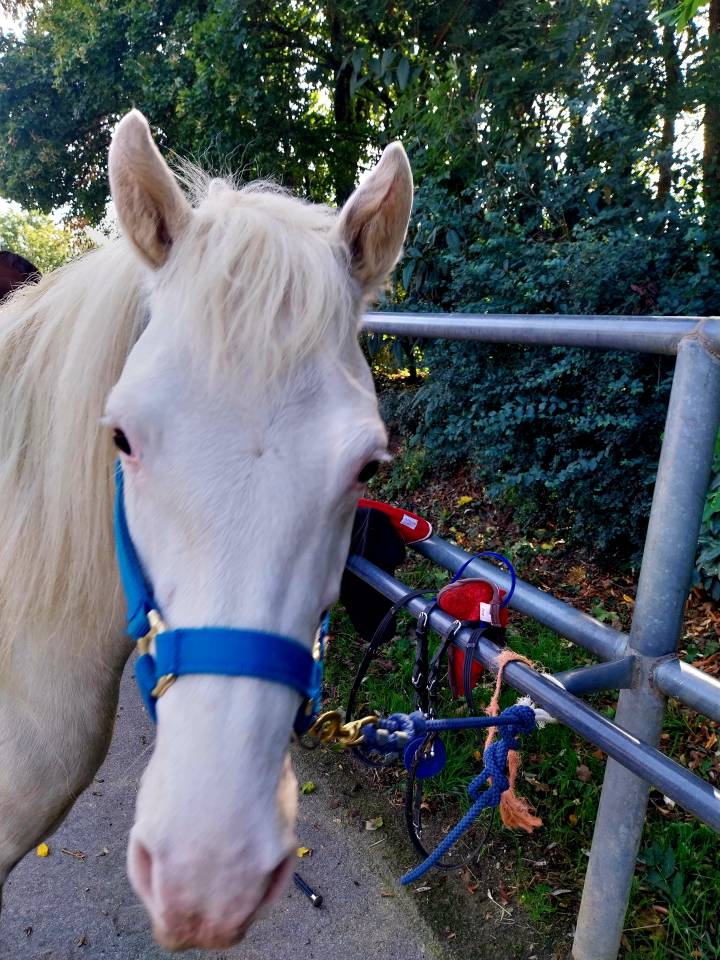 ✨ Adorable ponette &agrave; vendre &ndash; id&eacute;ale famille / loisir ✨