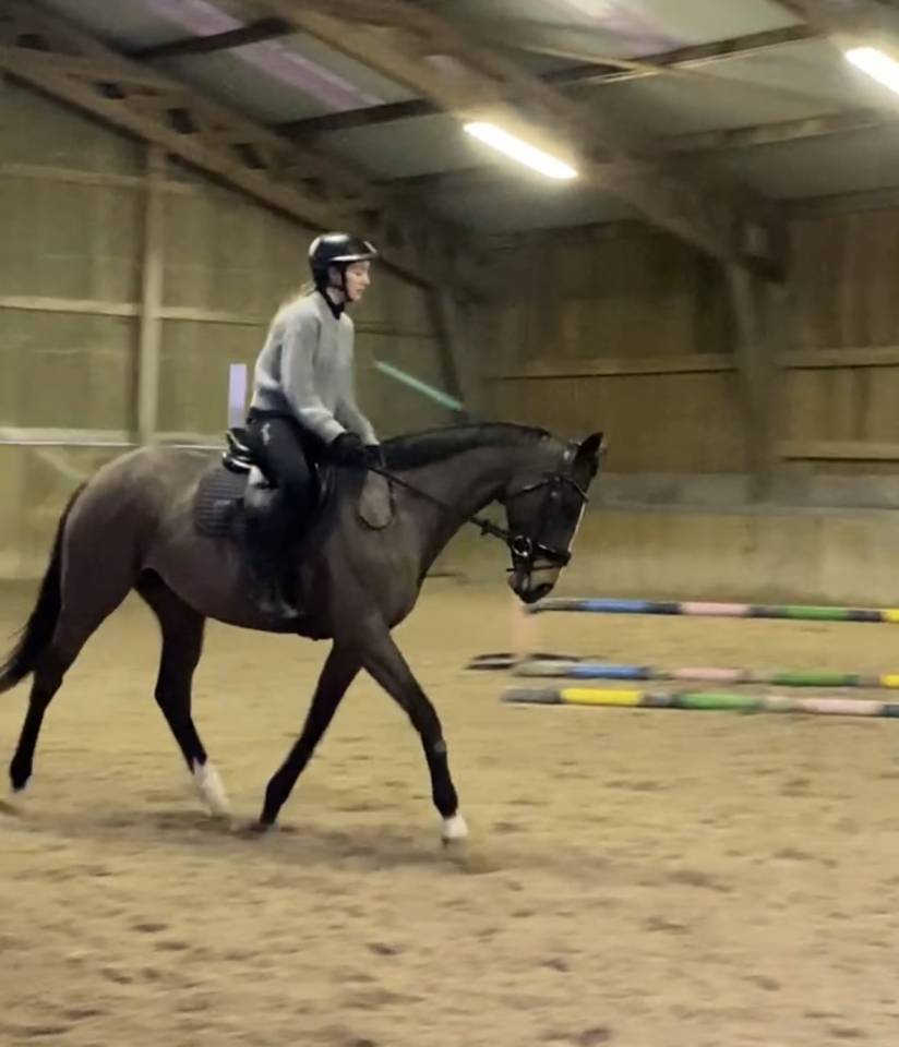 Recherche DP ou location pour ma jument 