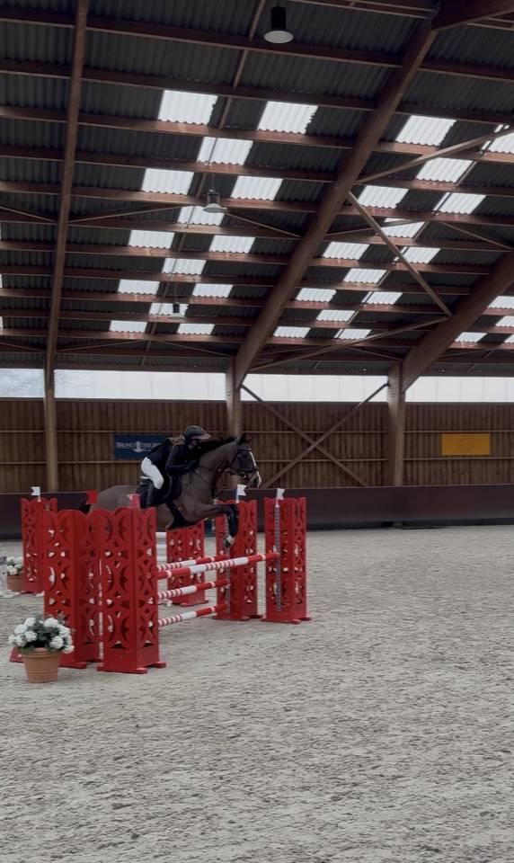 Recherche DP ou location pour ma jument 