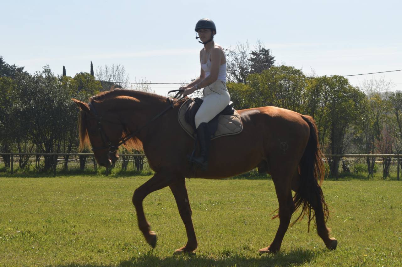 Exceptionnel PRE Alezan Entier 5 ans  1m75 