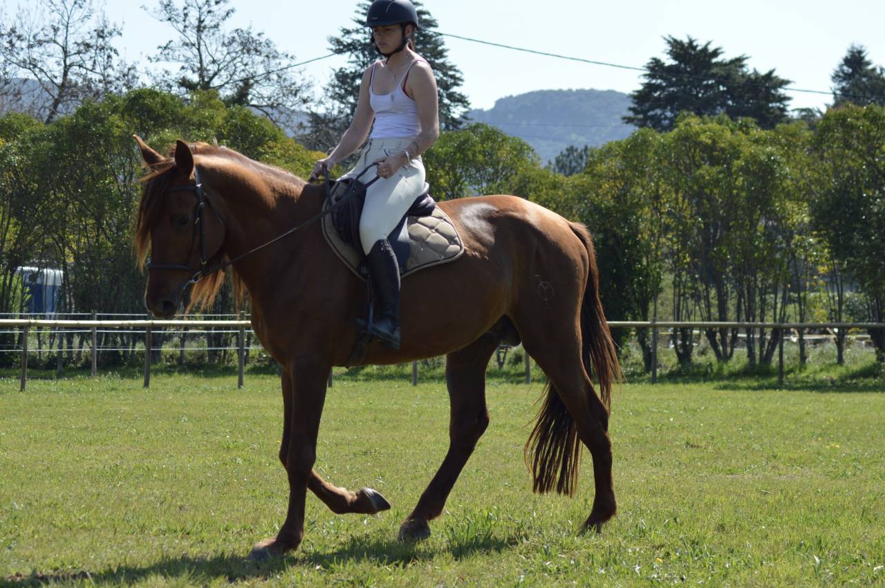 Exceptionnel PRE Alezan Entier 5 ans  1m75 