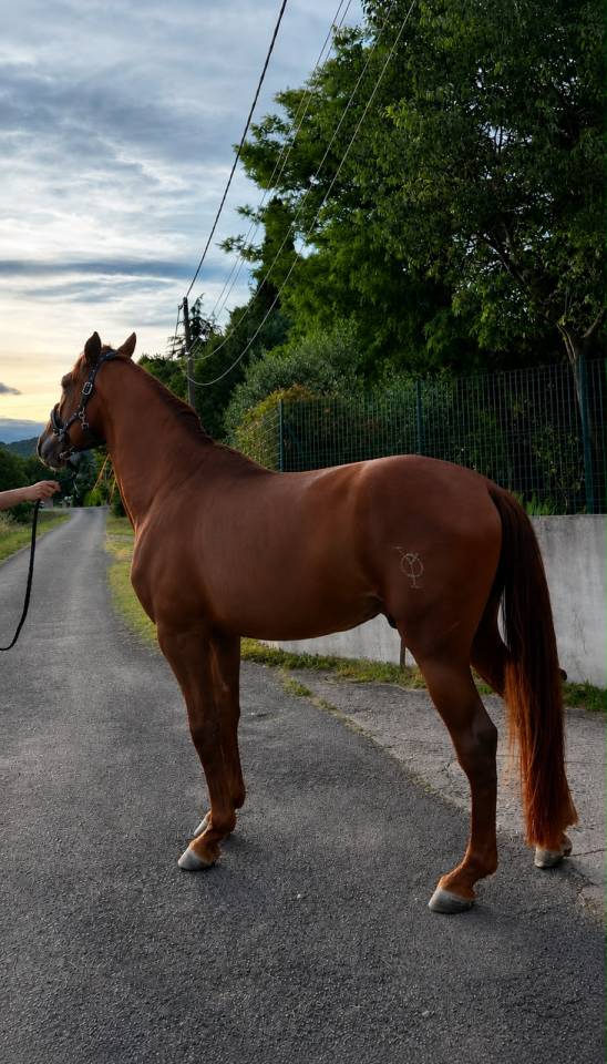 Exceptionnel PRE Alezan Entier 5 ans  1m75 