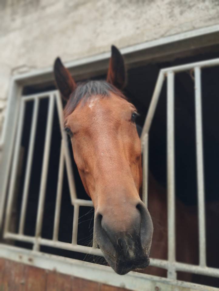 Selle Fran&ccedil;ais - Hongre, 7 ans