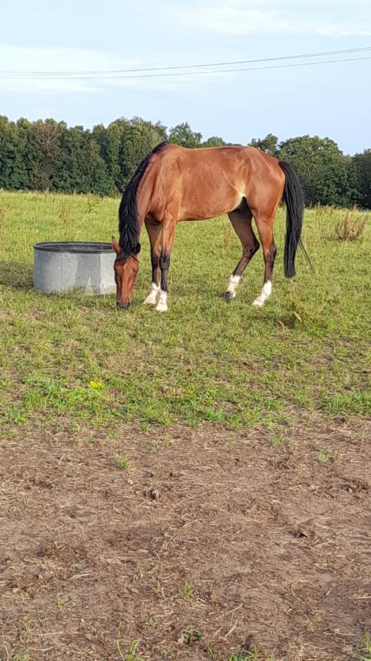 Selle Fran&ccedil;ais - Hongre, 7 ans