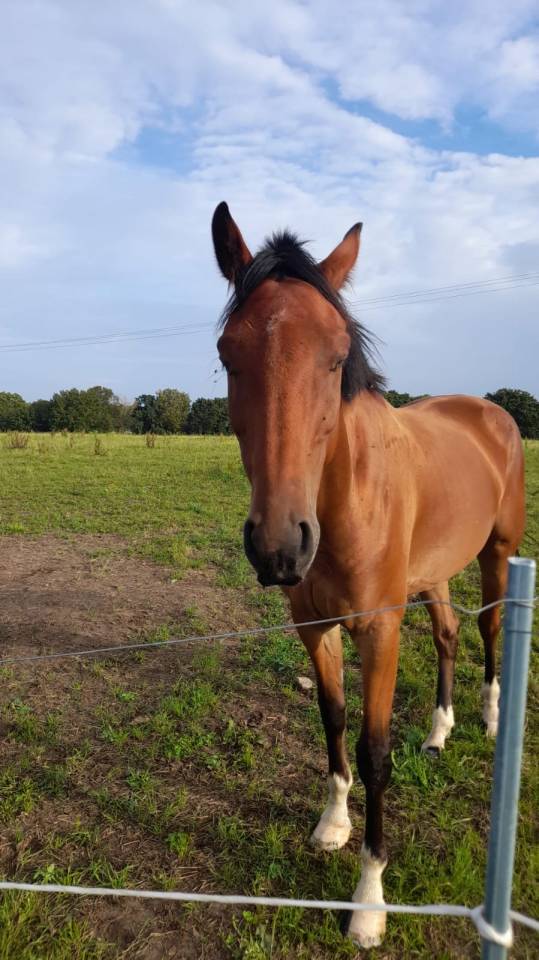 Selle Fran&ccedil;ais - Hongre, 7 ans