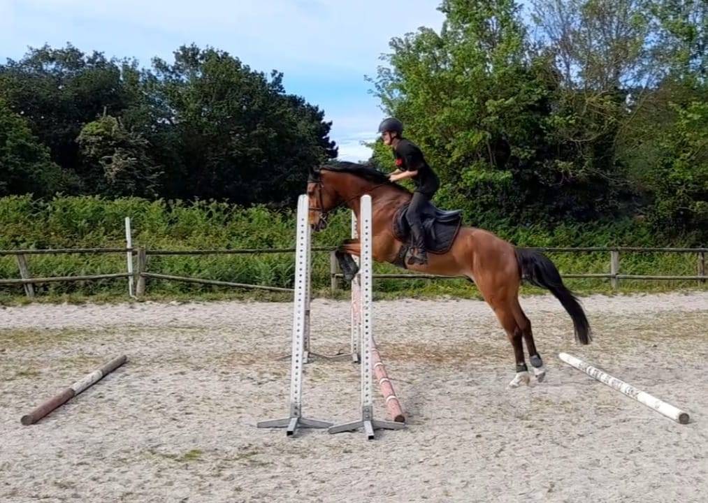 Selle Fran&ccedil;ais - Hongre, 7 ans