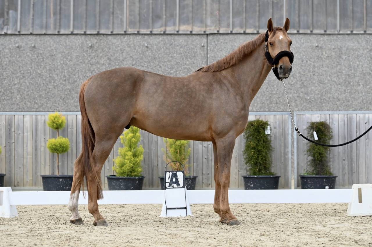 Hongre de 5 ans - mental & puissance