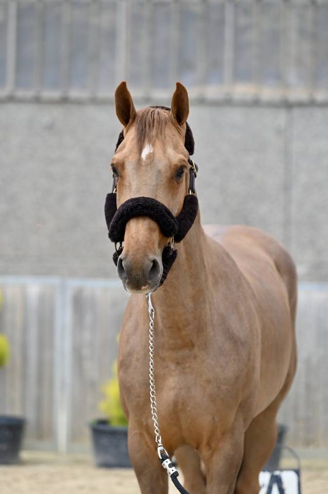 Hongre de 5 ans - mental & puissance