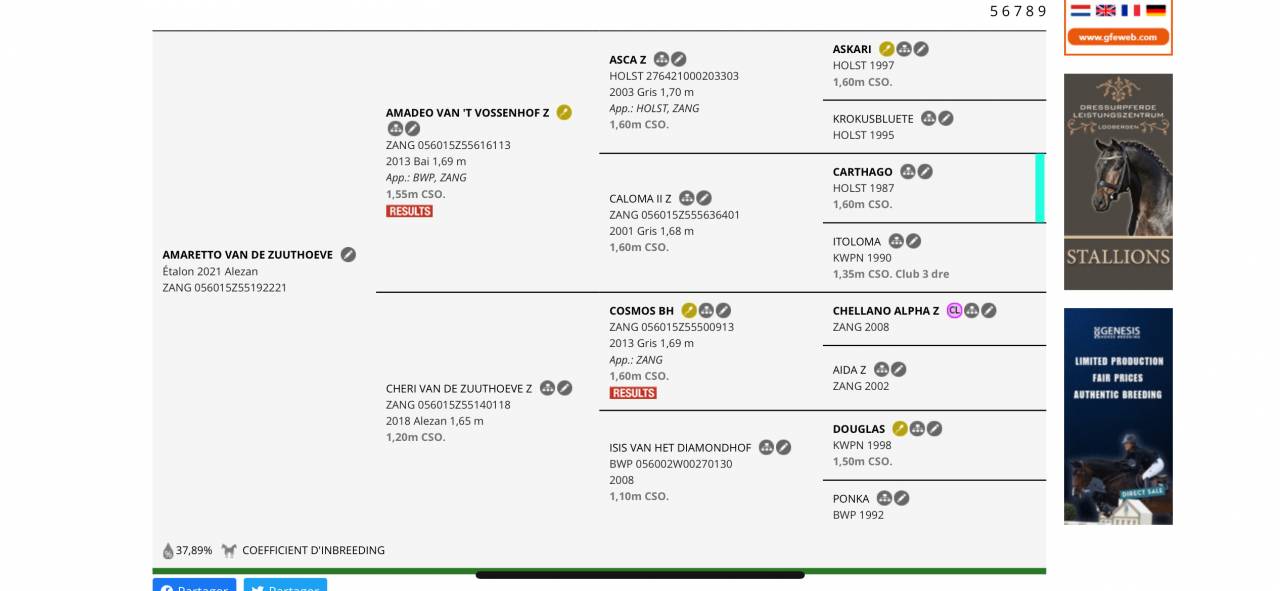 Hongre de 5 ans - mental & puissance