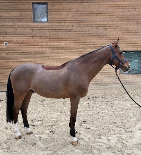 Hongre - BWP - 13 ans 