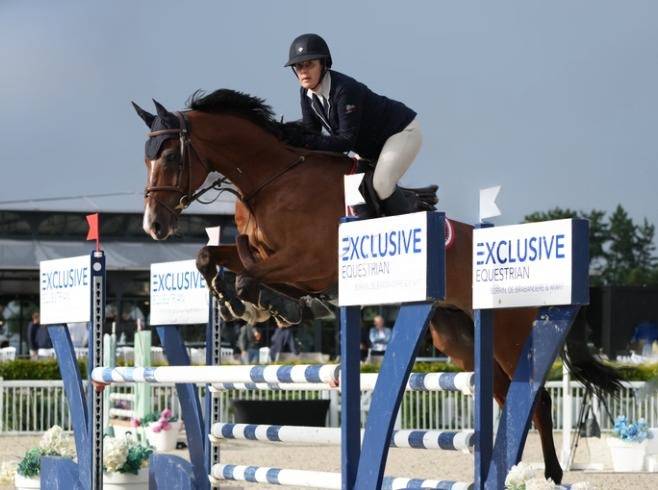 Hongre - BWP - 13 ans 