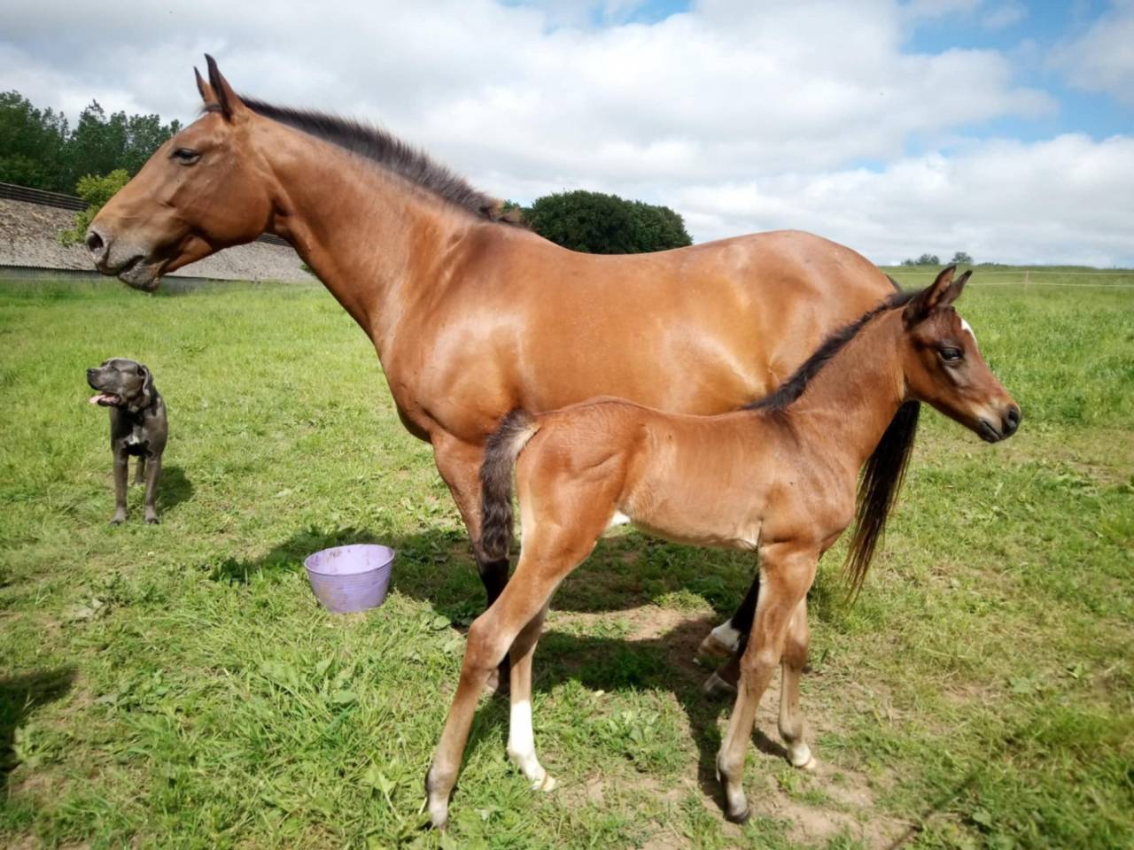 Jument/poulini&egrave;re apaloosa OC