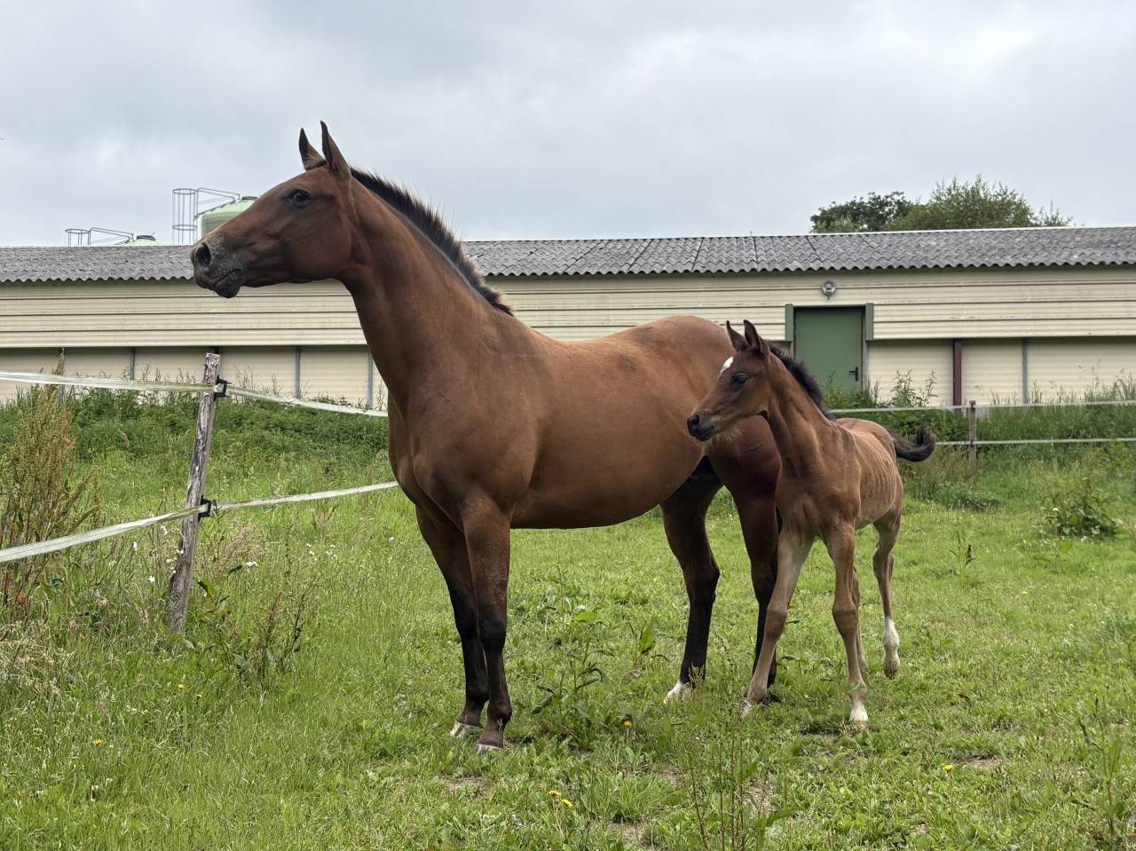 Jument/poulini&egrave;re apaloosa OC