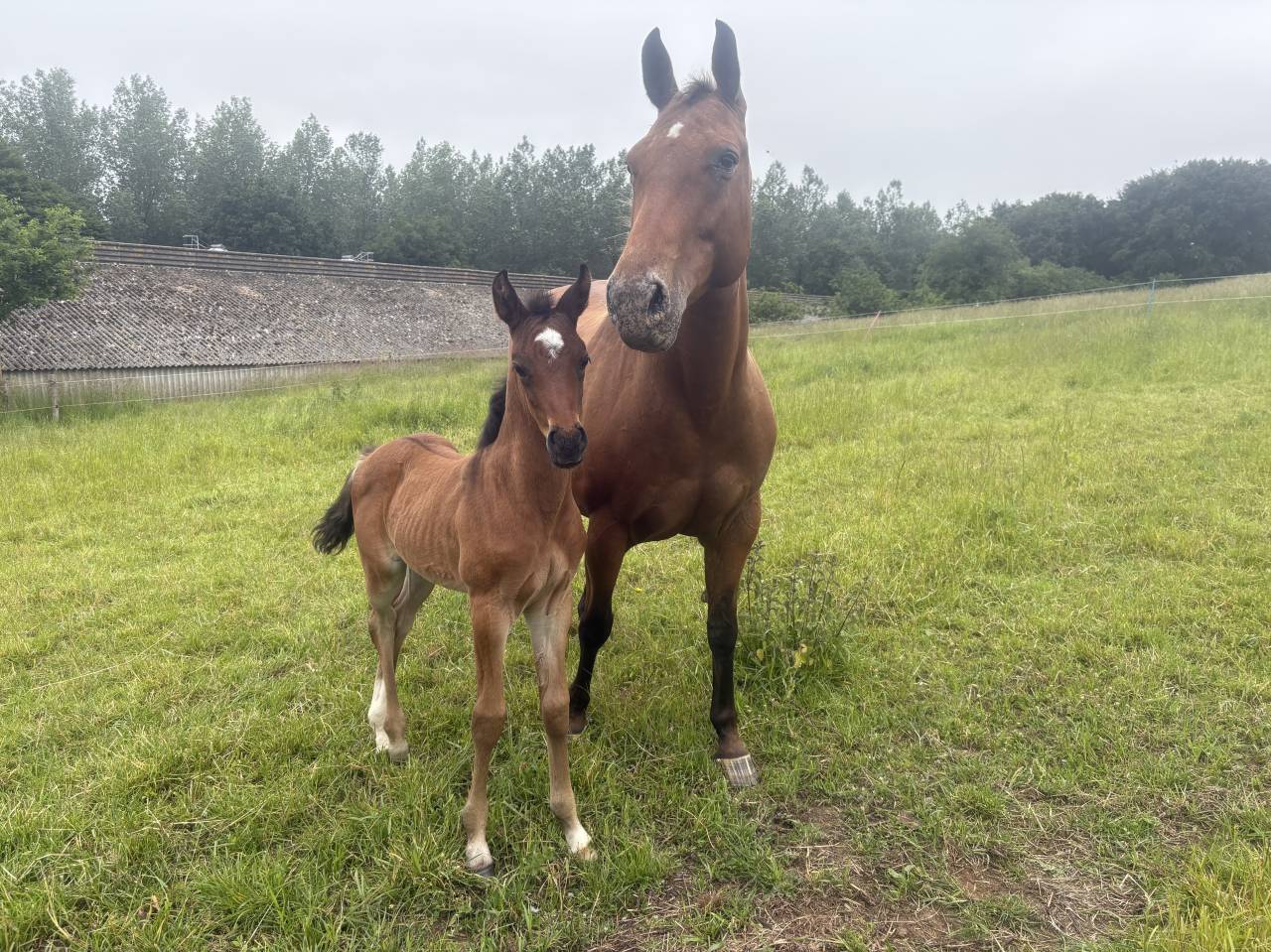 Jument/poulini&egrave;re apaloosa OC