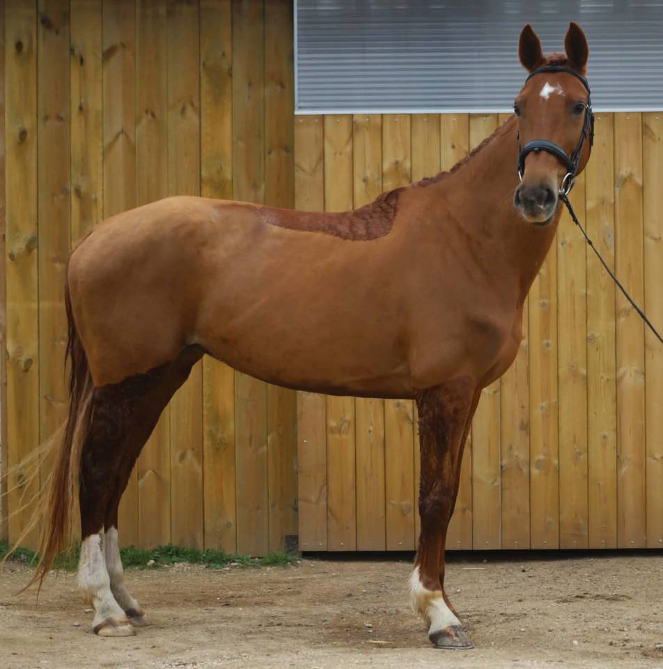 A vendre - Phedra de la Comogne - Jument SBS 5 ans