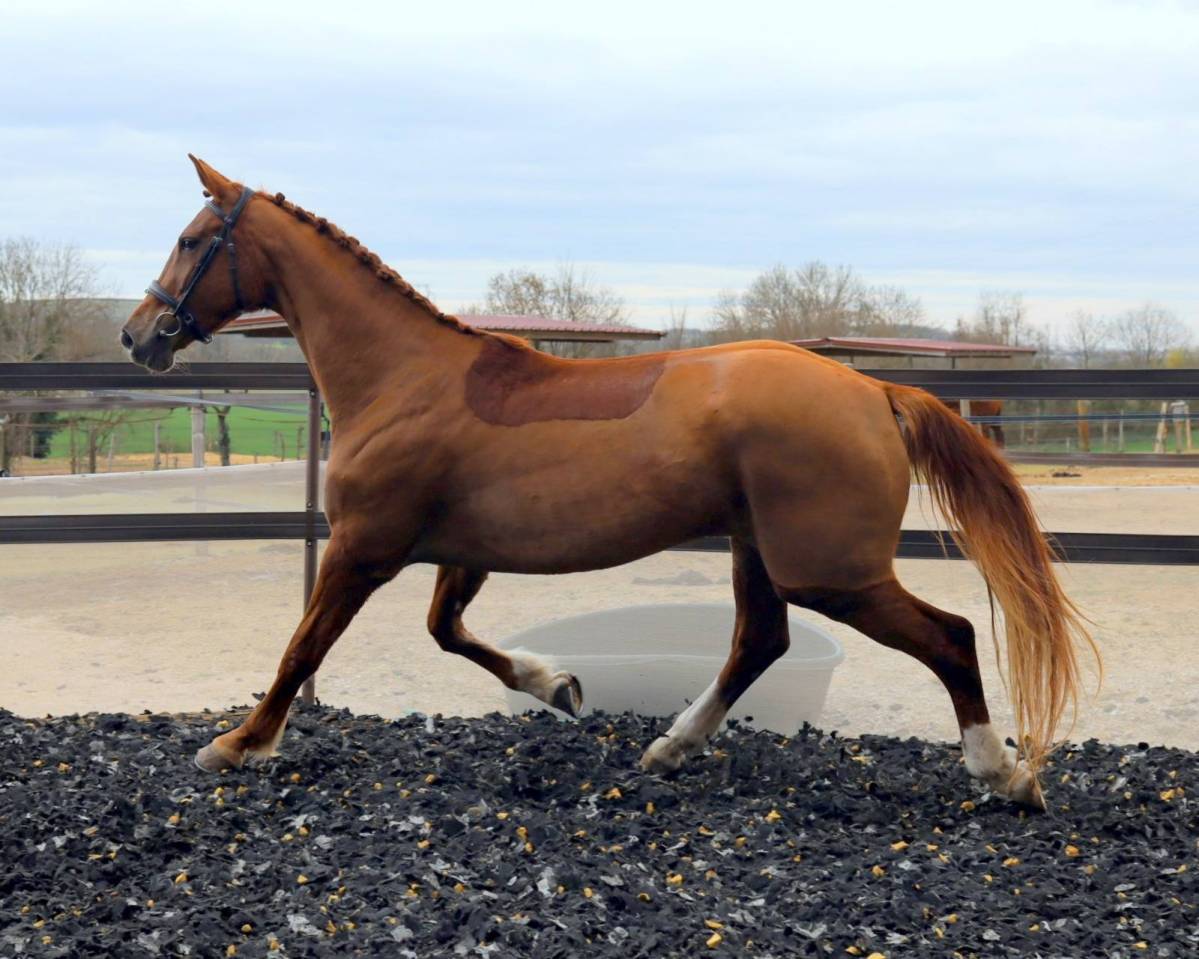 A vendre - Phedra de la Comogne - Jument SBS 5 ans